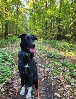 Piero 💙💙💙 dringend neues Zuhause - Herxheim (Landau)