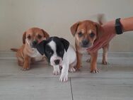 Süsse Französische Bulldogge - Zwergpinscher Mix Welpen - Berlin