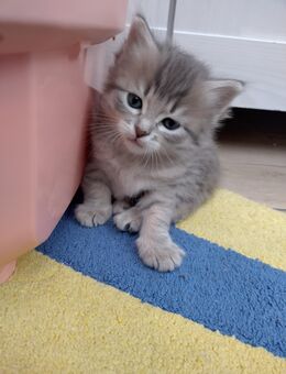 Katzenbabies Kitten Baby Katzen ab Ende Nov. abzugeben - München Thalkirchen-Obersendling