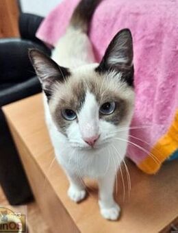 Salva Hübscher Kater sucht Happy Home - Bad Camberg