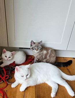 Hallo liebe Katzenlıebhaber - Waltrop