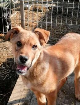 Codita - Rotenburg (Fulda)