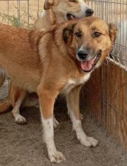 Alicia 50 cm - Alpenrod