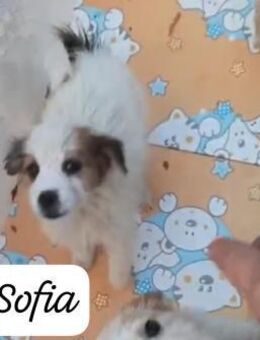 SOFIA 🧡🧡🧡MÖCHTE IHR HERZ EROBERN - Bad Karlshafen