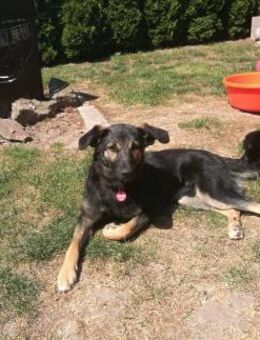 🐶 Xara 🐶 sucht ihre Menschen - Freilassing