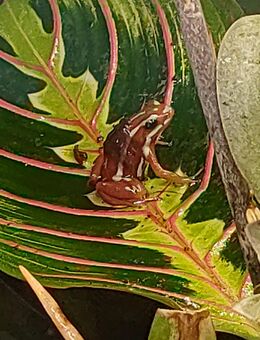 Dreistreifen Baumsteiger Epipedobates Anthonyi - Bad Sassendorf