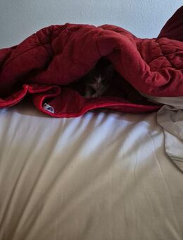 Baby Katze Sucht Ein Zuhause - Frankfurt (Main)