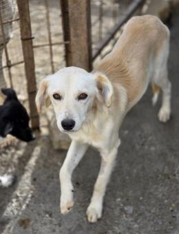 Sparro kleiner Sonnenschein (I) - Ludwigshafen (Rhein)