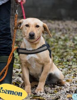 Lemon SI - vorsichtig, sehr lieb - Rheine