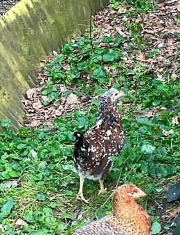 Hennen : Schwalmtaler Schneeflocke, dt. Sperber, Bielefelder Kennhuhn - Welver