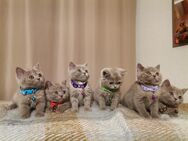 BKH Kitten lilac - Altensteig