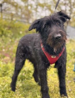 Asterix junger Herzenshund sucht - Berlin