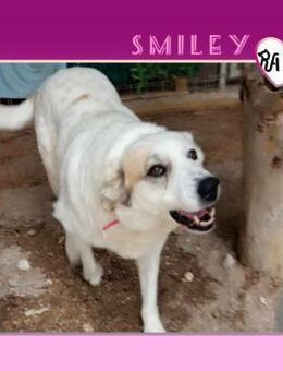 🥰 SMILEY 🥰 - LÄCHELT IMMER - Alfeld (Leine)