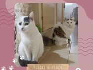 Katzen Flecki und Flocki möchten reisen - Lalendorf