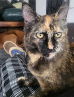Maine Coon Mädchen - Northeim