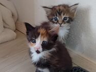 Xxl Maine Coon Kitten - Bechhofen (Bayern)