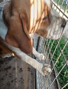Nanook, freundlicher und aktiver Beagle - Remagen