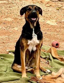 🐾 Theo sucht ein Zuhause voller Action - Völklingen