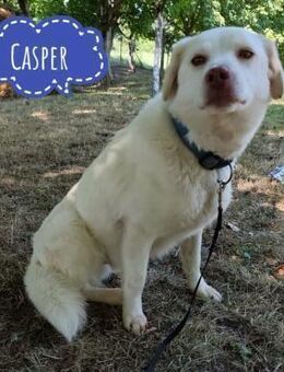 Casper ein lieber Kerl - Flörsheim-Dalsheim