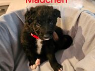 Border Collie / Malinois Wepen such ein liebevolles Zuhause - Woldegk