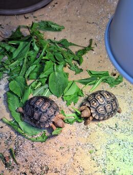 2 Panterschildkröten und Terrarium - Königsbronn