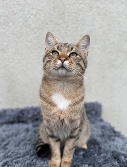 Liebe Kater Sammy 7 M. sucht Sofa - Stelle