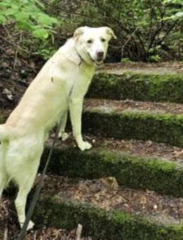 Brick möchte beschäftigt werden - Neuss