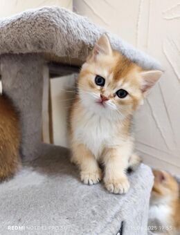 BKH Gold Shaded letze Jungs Kitten.Sofort Abgabe - Altenstadt (Hessen)