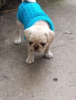 Süßer kleiner Mops Rüde sucht noch seine neue Familie - Hartha Zentrum