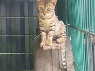 Wunderschöne Reinrassige Bengal Kitten - Paderborn