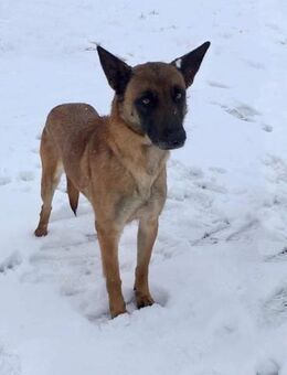 RITA sucht Schäferhund-Fans - Weiterstadt