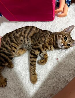 Reinrassige Bengal Katze (9Monate) - Kaufbeuren
