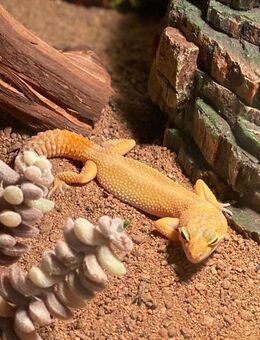 Leopardgeckos mit Terrarium & Zubehör abzugeben – nur zusammen - Solingen (Klingenstadt)