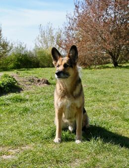 Murphy- liebevoll & loyal - Eixen