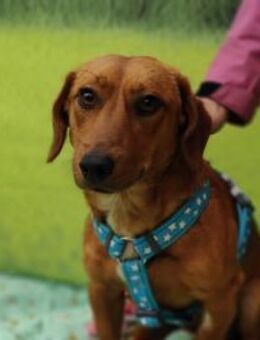 Tekergö - möchte ein schönes Hundeleben - Köln