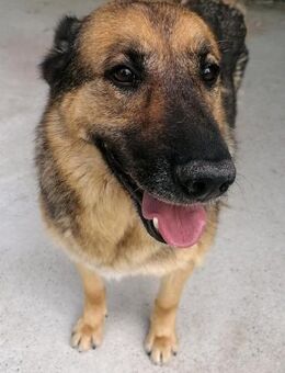 Zorka - Charaktervolle Schönheit - Obertshausen