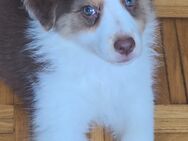 Australian shepherd welpe - Schwäbisch Gmünd
