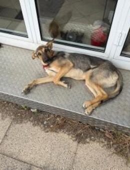 🐾 Bella Schäferhund-Mix sucht Sie - Ludwigshafen (Rhein)