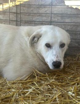 Pucki, unsere Angstnase 🐾 - Elsdorf (Nordrhein-Westfalen)