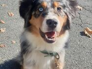 wunderschöner blue merle australian shepherd rüde sucht ebenso schönes Zuhause - Dortmund Holthausen