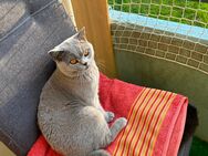 BHK Deckkater Samy - Rahden
