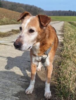 Opi Otto sucht seine Menschen - Chemnitz