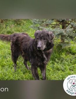 Orion: Schwanzwedelnd unterwegs - Kirchzell