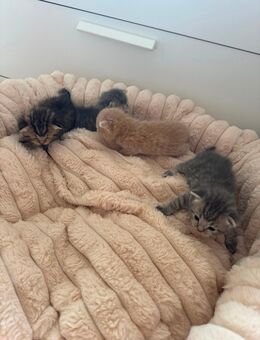 BKH Kitten - Frankfurt (Main) Bornheim
