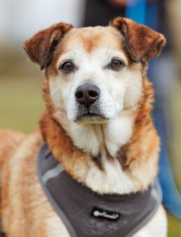 Chikoyo - 76661 Philippsburg - Philippsburg