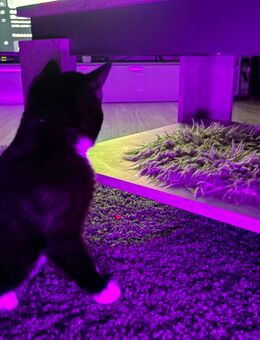 Kater 17 Wochen alt. - Erkelenz