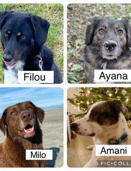 Pflegehunde aus Deutschland - Neuhausen (Fildern)