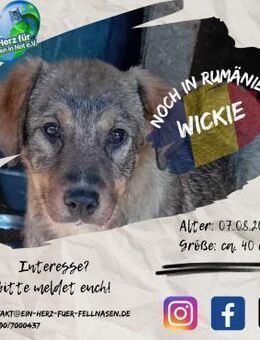WICKIE - hätte eine kuschelige Idee :-) - Waakirchen