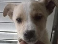 Sheila 💛💛💛 bereit für eigenes Zuhause - Bad Karlshafen