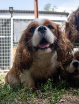 Chili, schüchterne Cavalier King Charles - Remagen